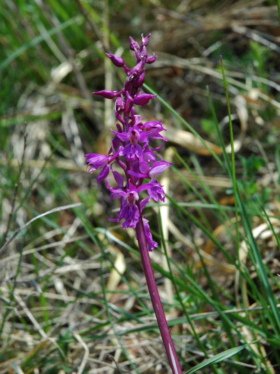 Dactylorhiza  250410